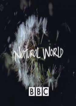 BBC.Ȼ. ԭԴʦ