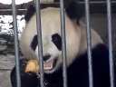 住新繁育场的猫猫吃窝头呐迅雷下载