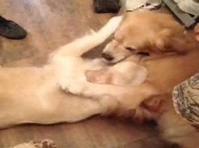 ����Ů��"����ʽ"����