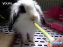 ���ô��۲ˡ�����