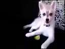 ��Ц!���������ʺ�ĳ�Ӧ ����Ӧ����̫����