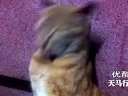 (�Ŀ�)ʵ�ĳ��ɰ��ĵ�ͷè,�������ҡͷ��