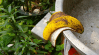 ʦץˮ