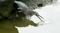 缫ƷԻ