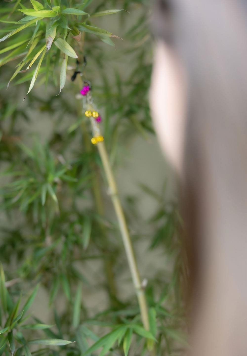 ��ʬ��̷�ֲ���Ӱ��ѹۿ������